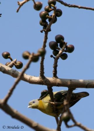 Yellow Toed Green Pigeon