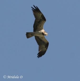 A Tawny Eagle in Flight