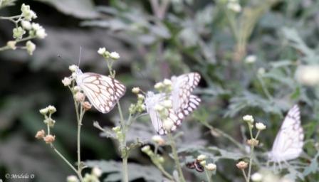 Butterflies on Small White Wild Flowers