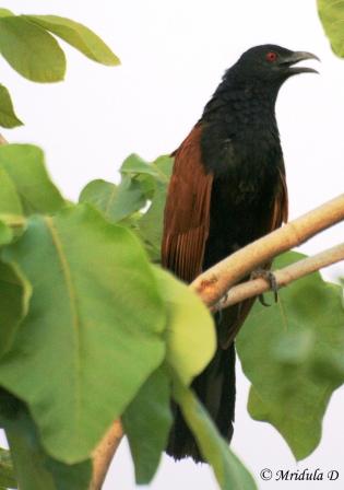 A Greater Coucal from yesterday's Bird Walk in the Neighborhood