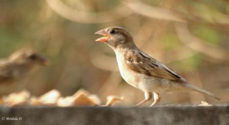 A Sparrow Having a Meal