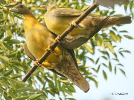 Yellow Footed Green Pigeon