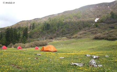 Tents in a Flowery Meadow, Campsite at Dhunda, Uttarakhand