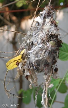 Purple Sunbird Nest