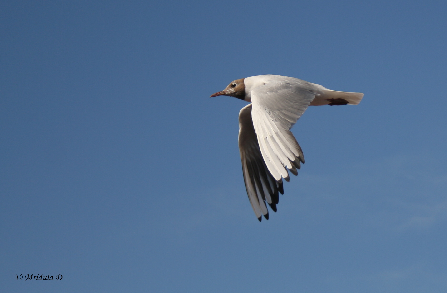 A Seagull in Flight, Morecambe, UK