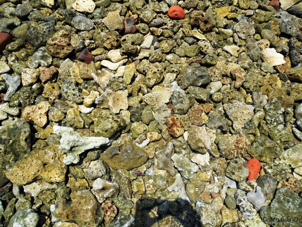 Dead Corals, North Bay, Andaman