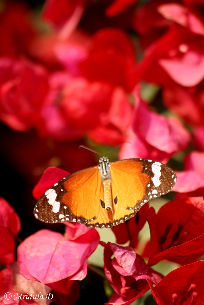 A Tiger Butterfly on Bouganvilla Flowers