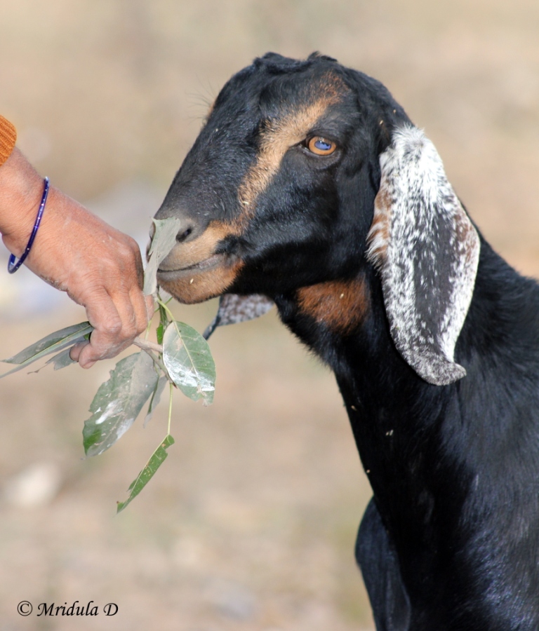 Feeding the Goat: Street Photography