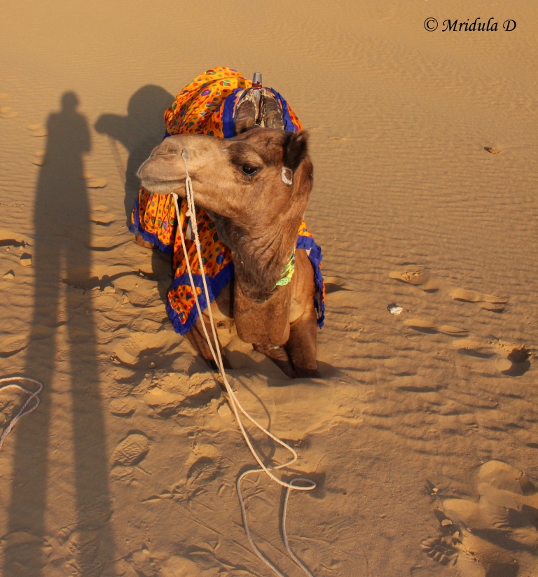 Camel at Sand Dunes, Jaisalmer