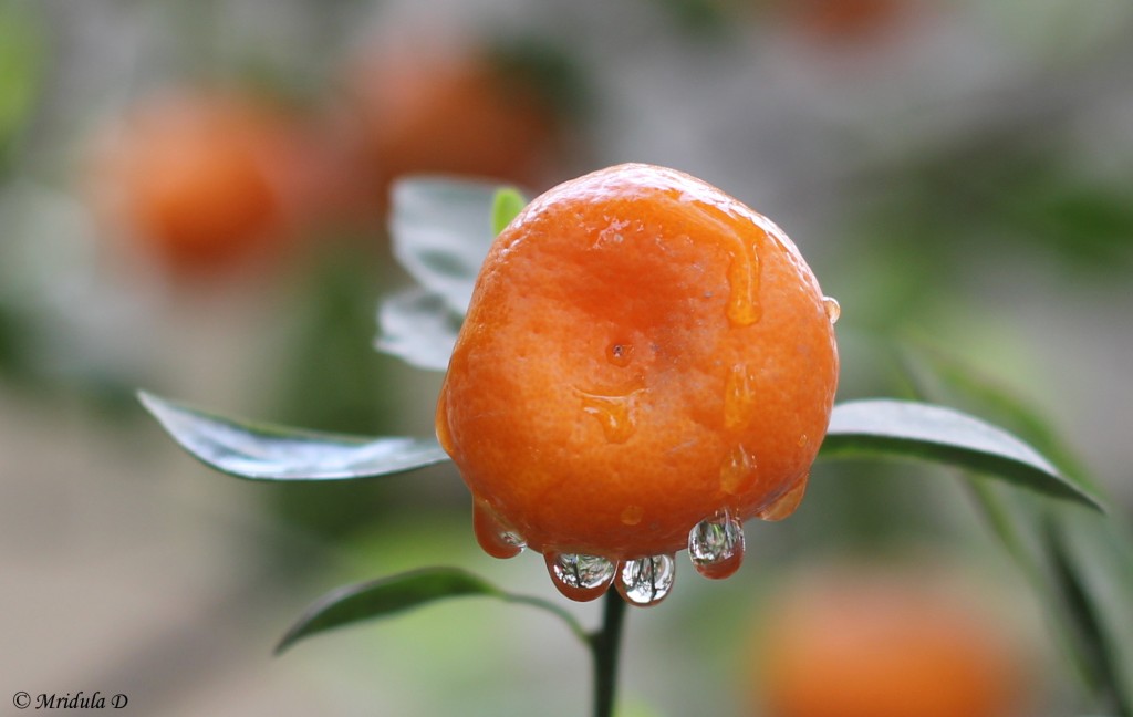 Chinese Orange with Water Drops