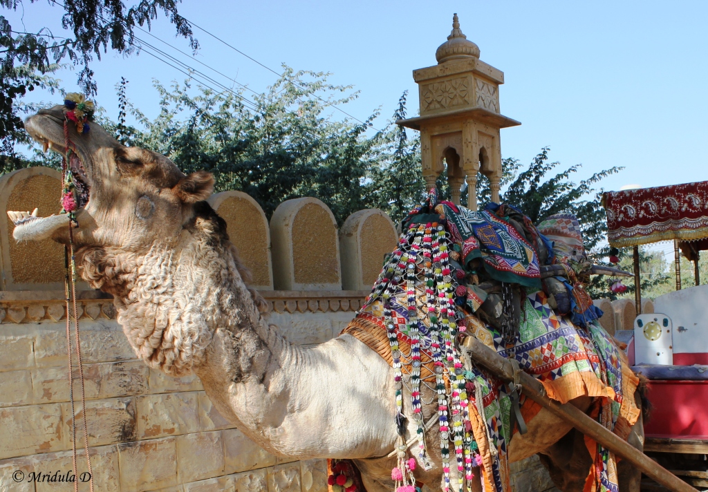 A Yawning Camel at Jaisalmer