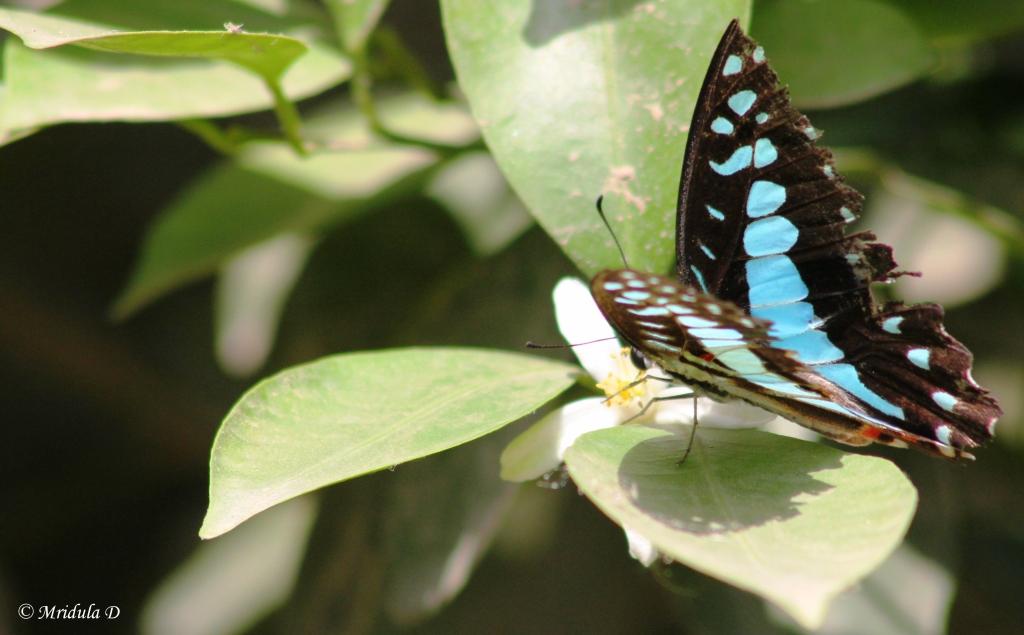 A Blue Butterfly