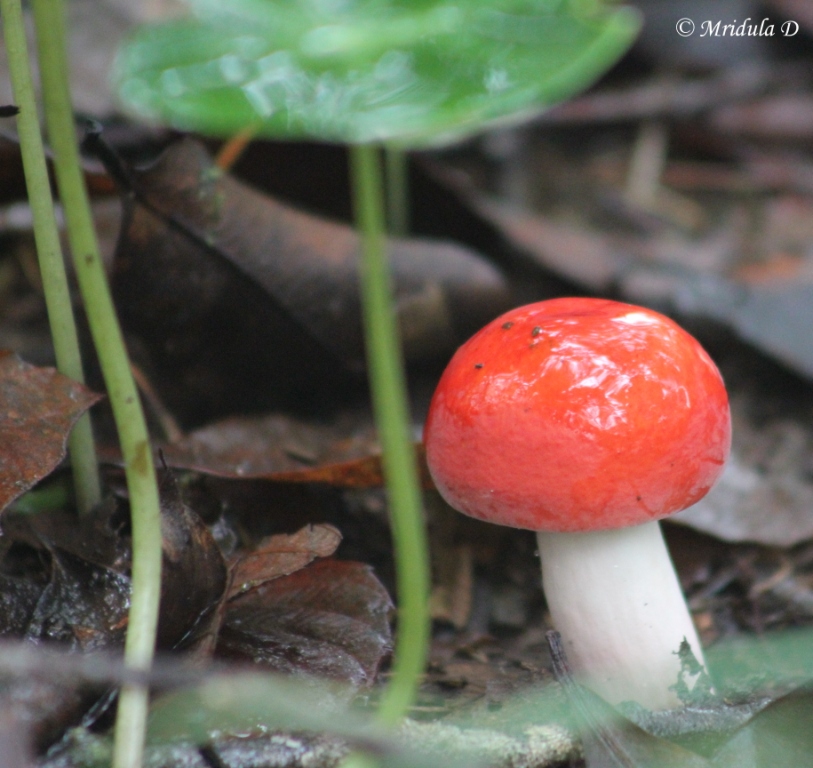 A Red Mushroom on our Walk