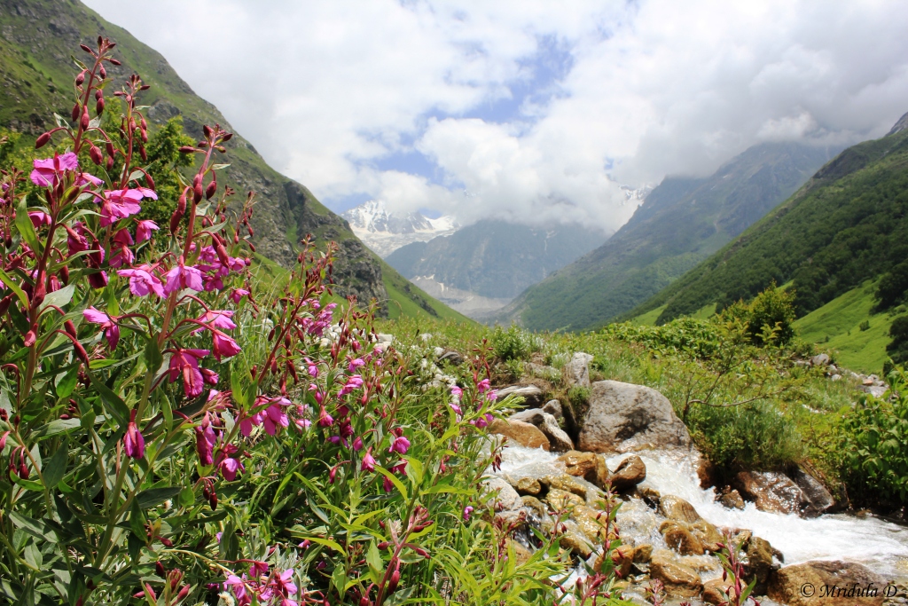 And I am Back from Valley of Flowers