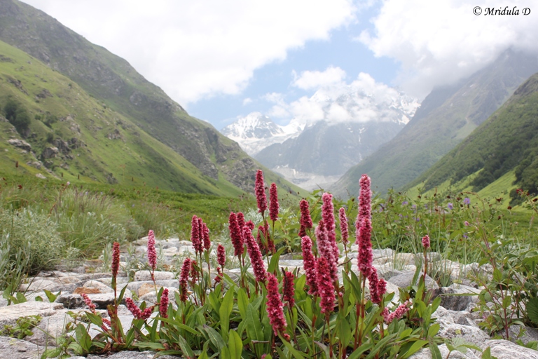 Himalayan Fleeceflower or Himalayan Knotweed, Valley of Flowers