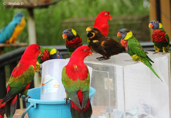 Parakeets at KL Bird park, Malaysia