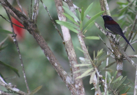 Black Throated Sunbird, Fraser's Hill, Malaysia
