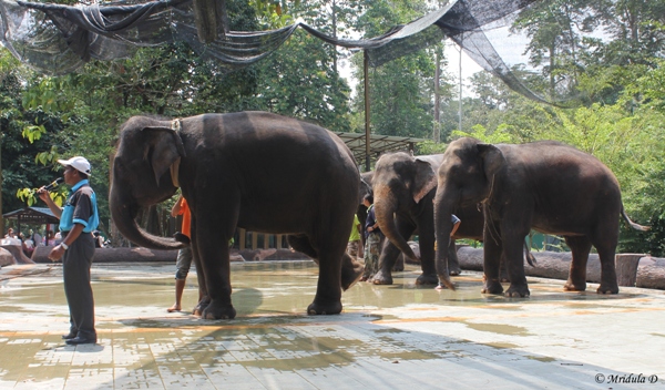 National Elephant Conservation Center, Kuala Gandah, Malaysia