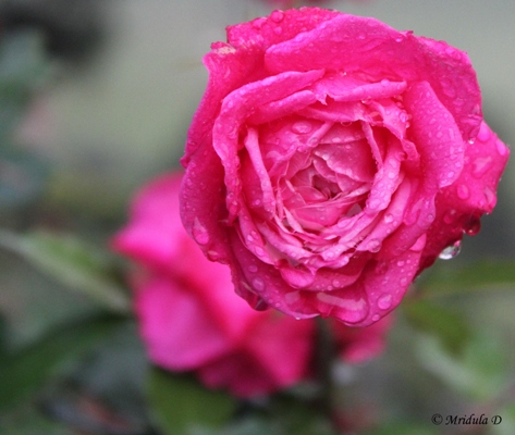 Pink Rose with Rain Drops, Fraser's Hill, Malaysia