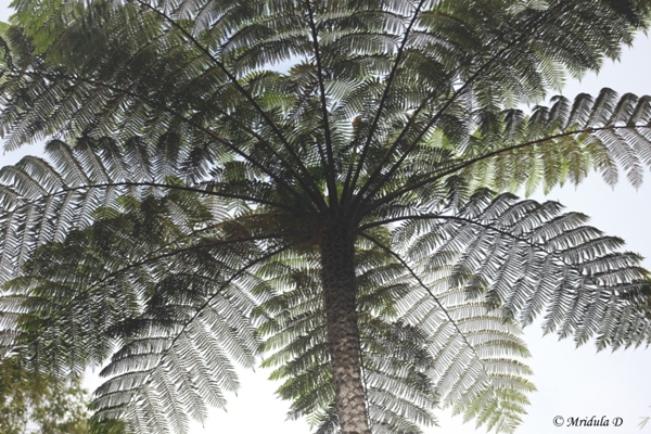 Tree Fern at Fraser's Hill, Pahang, Malaysia