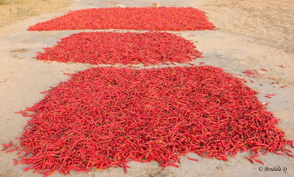 Chili Market, Raipur, Rajasthan