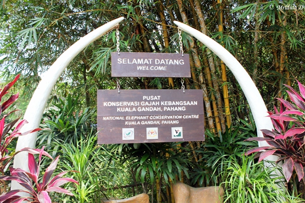 National Elephant Conservation Center at Kuala Gandah, Pahang, Malaysia