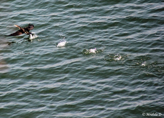 A Cormorant in Flight, Siliserh Lake, Alwar
