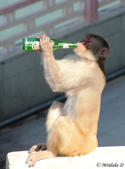 Monkey Drinking Mountain Dew, Siliserh Lake, Alwar, Rajasthan