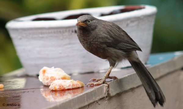 Jungle Babbler- Don't Mess with my Food!