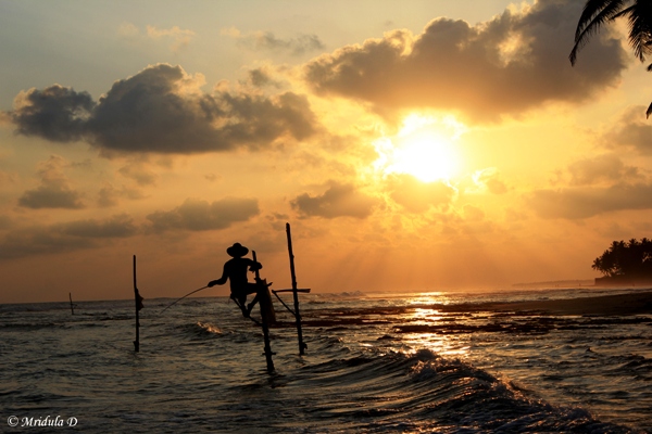 A Stick Fisherman at Koggala, Sri Lanka