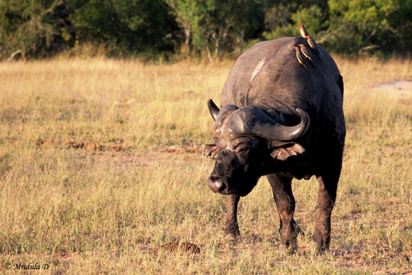 African Buffalo or Cape Buffalo