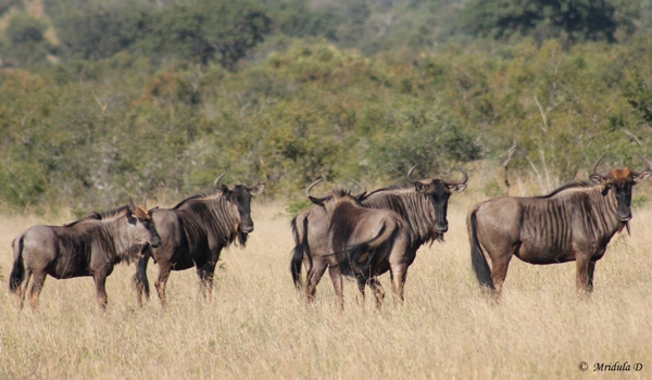Wildebeest, Manyeleti Game Reserve, South Africa