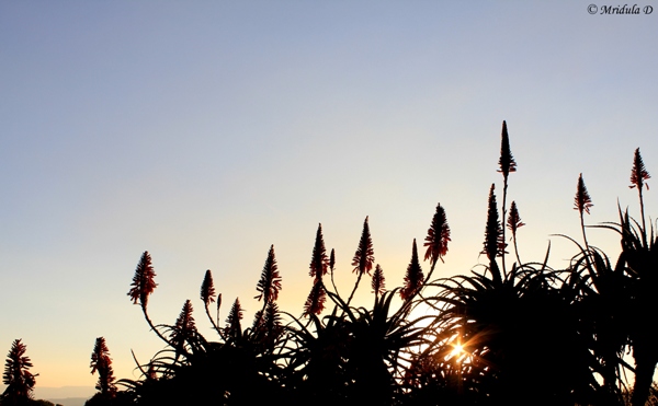 Aloe Vera Flowers at God's Window, Panorama Route, South Africa