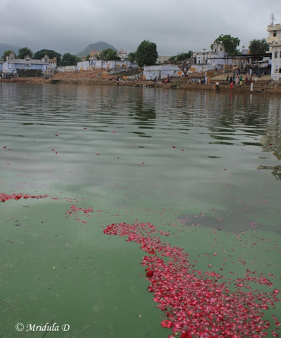 Rose Petals in Pushkar Lake