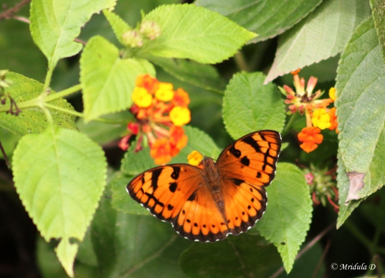 Baronet Butterfly