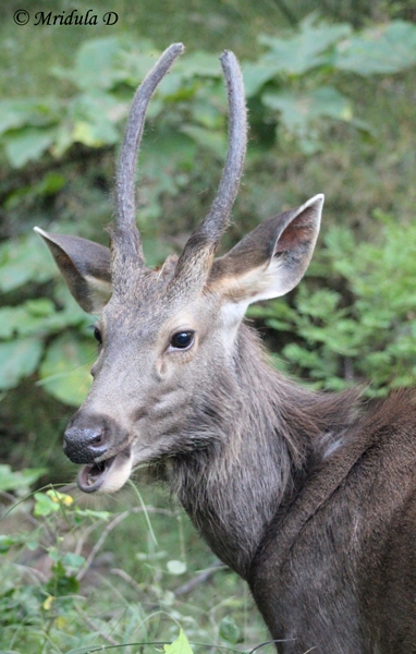 A Sambar Deer at Panna National Park, MP, India