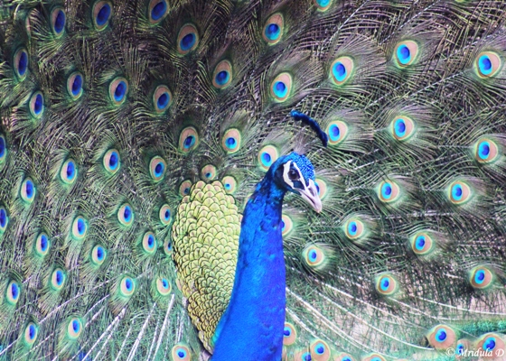 A Dancing Peacock, Sariska, Rajasthan