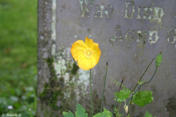 Wordsworth Family Graves, Grasmere