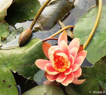 A Blooming Lotus 