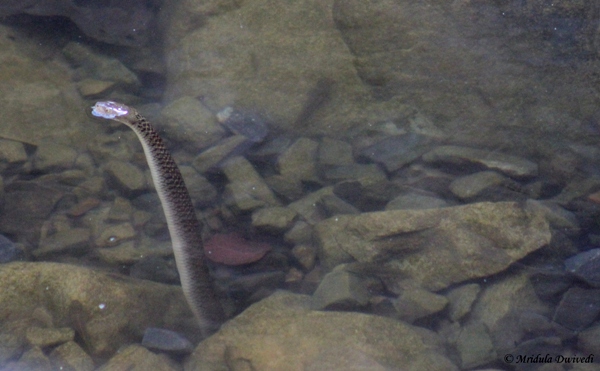 A Water Snake