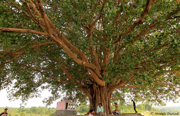 A grand old pipal tree