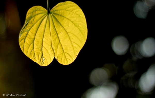 A beautiful leaf