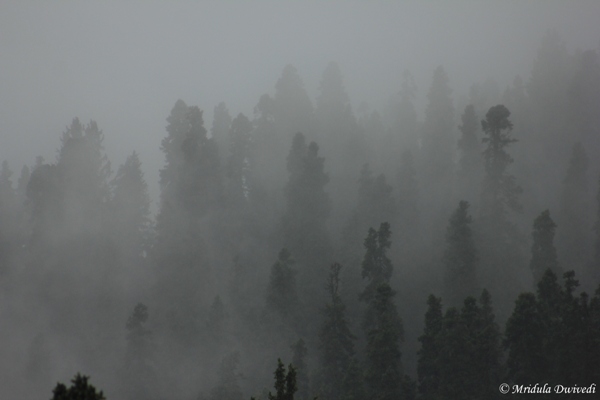 Mist at Gulmarg, Kashmir, India