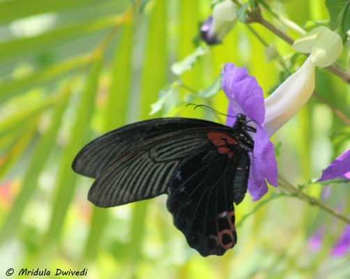 black-butterfly