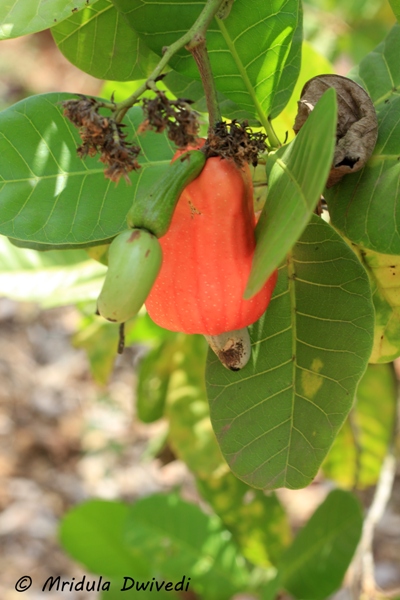 cashew-tree