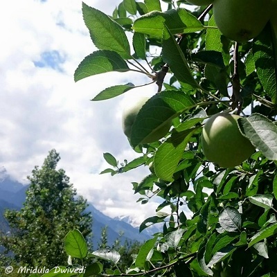 apples-himalayas