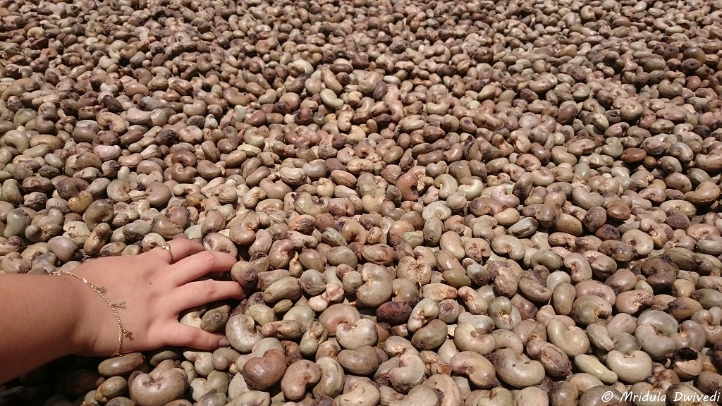 cashew-nuts-goa