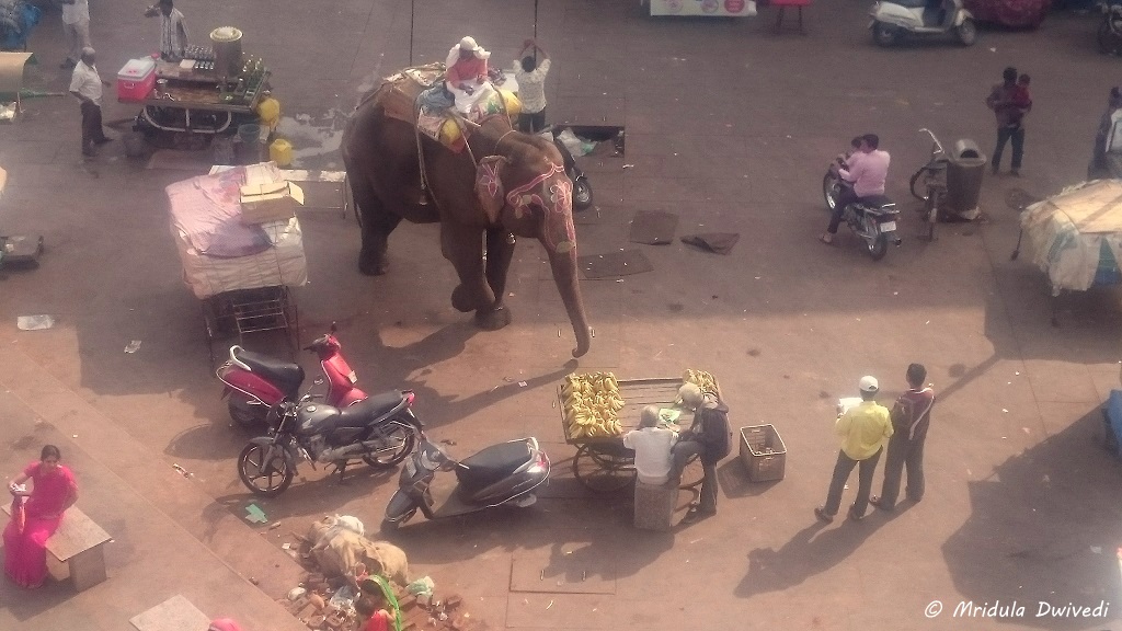 elephant-ahmedabad