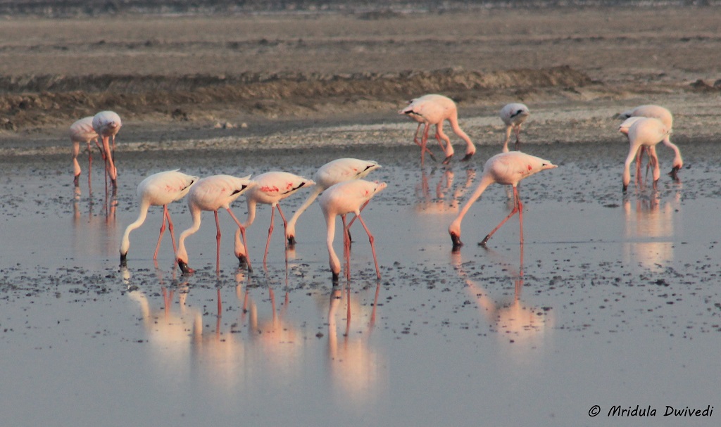 flamingos-lrk