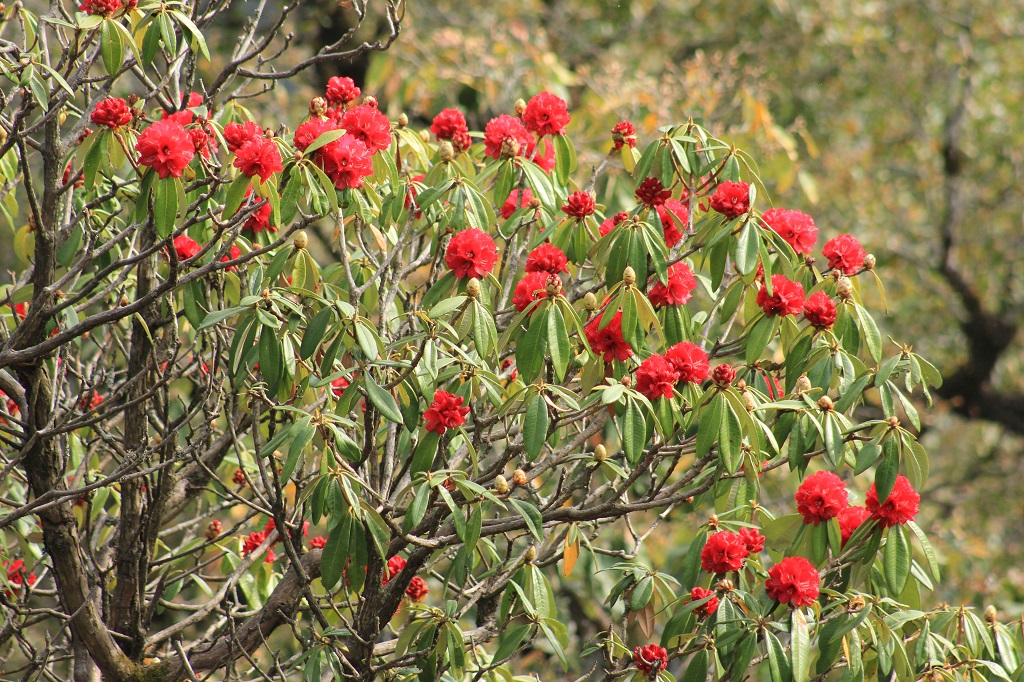 rhododendron-blooms-hills